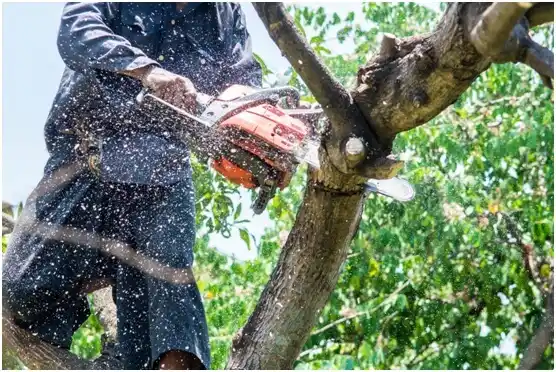 tree services Trail